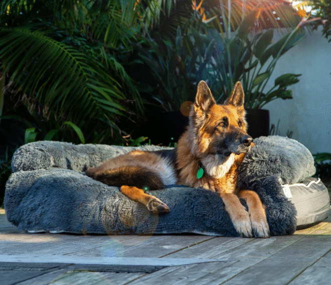 Buy Dog Bed Covers Online for Comfort, Hygiene, and Style